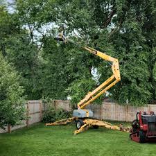 How Our Tree Care Process Works  in  East Quincy, CA