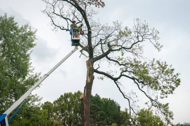 Best Residential Tree Removal  in East Quincy, CA