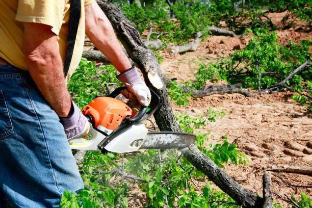 Best Tree and Shrub Care  in East Quincy, CA