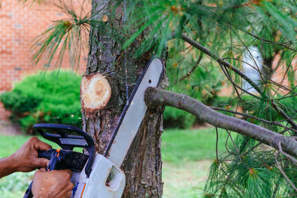 Best Hedge Trimming  in East Quincy, CA